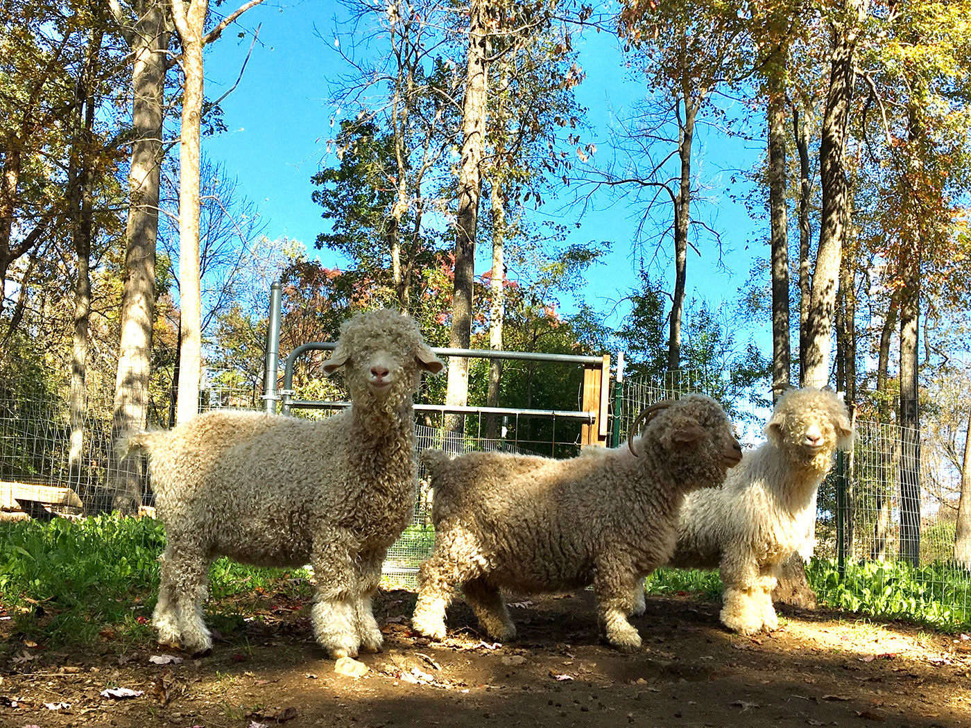 sheep at Piedmont Fibershed