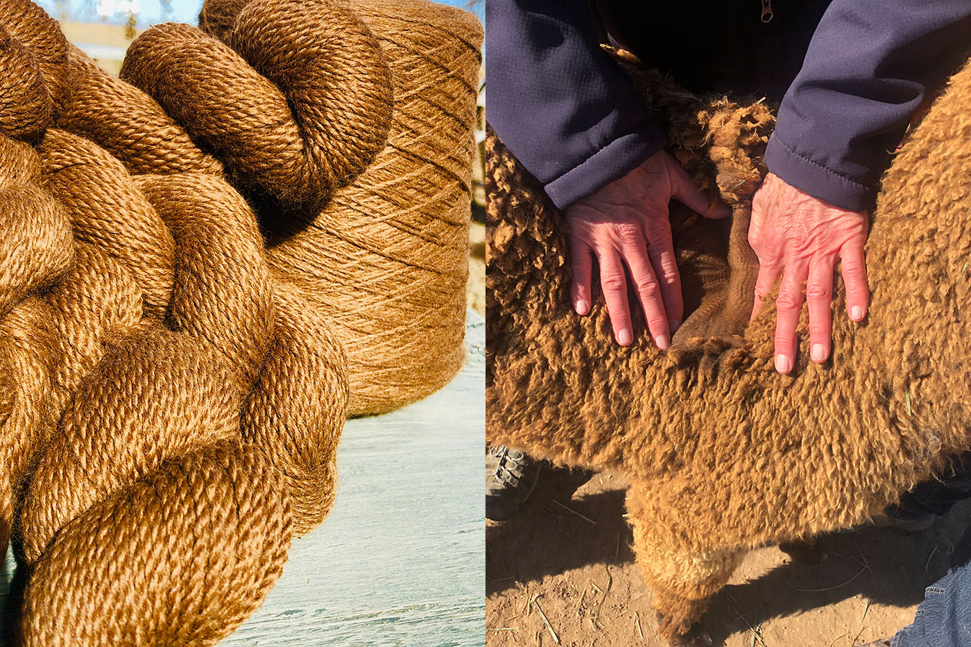 alpaca & yarn in Prairie Threads Fibershed
