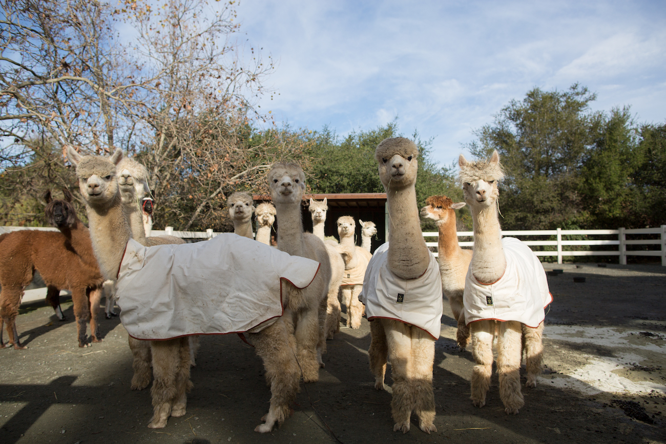 Heavenly Soft Yarn at Valhalla Farms Fibershed