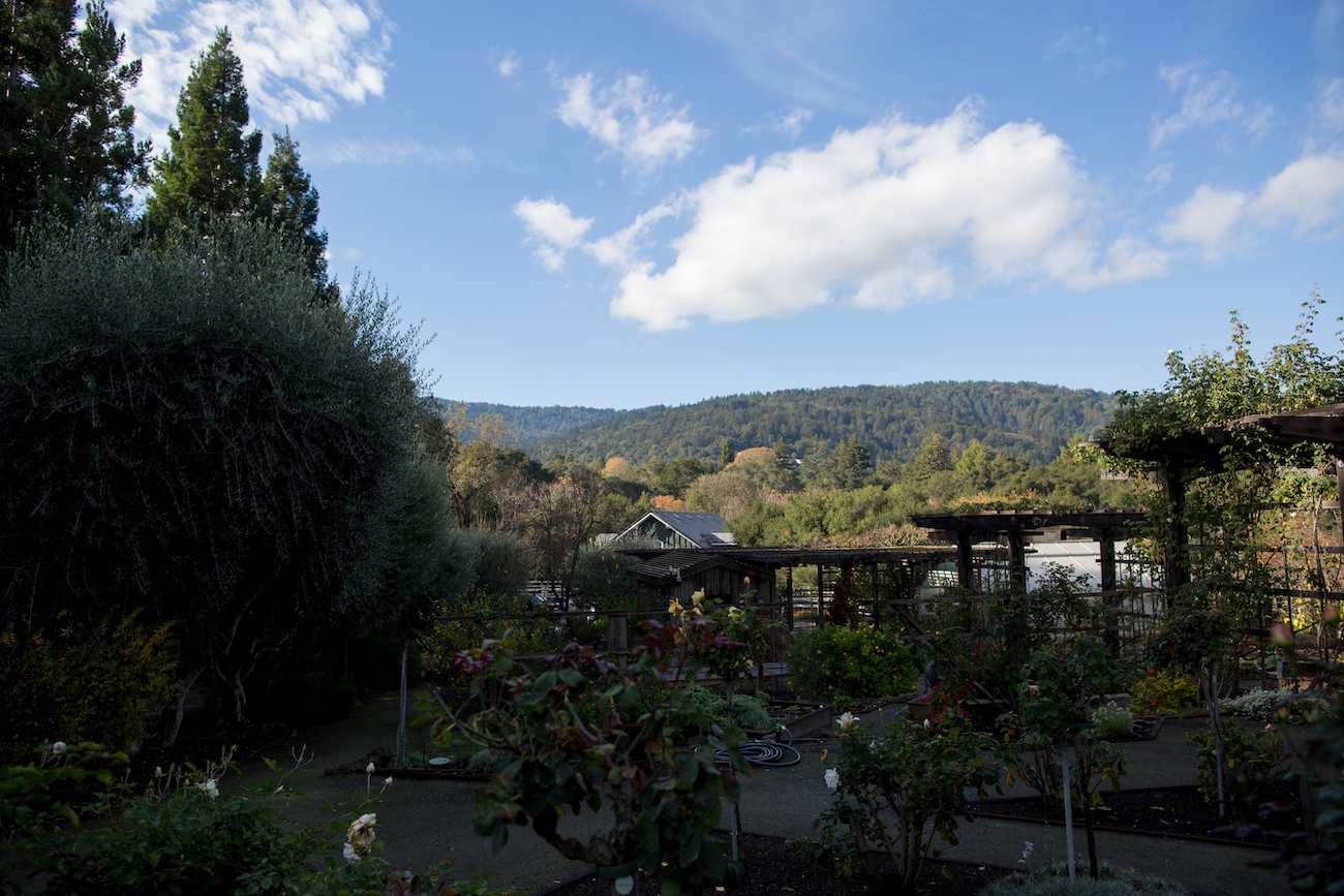 Heavenly Soft Yarn at Valhalla Farms Fibershed