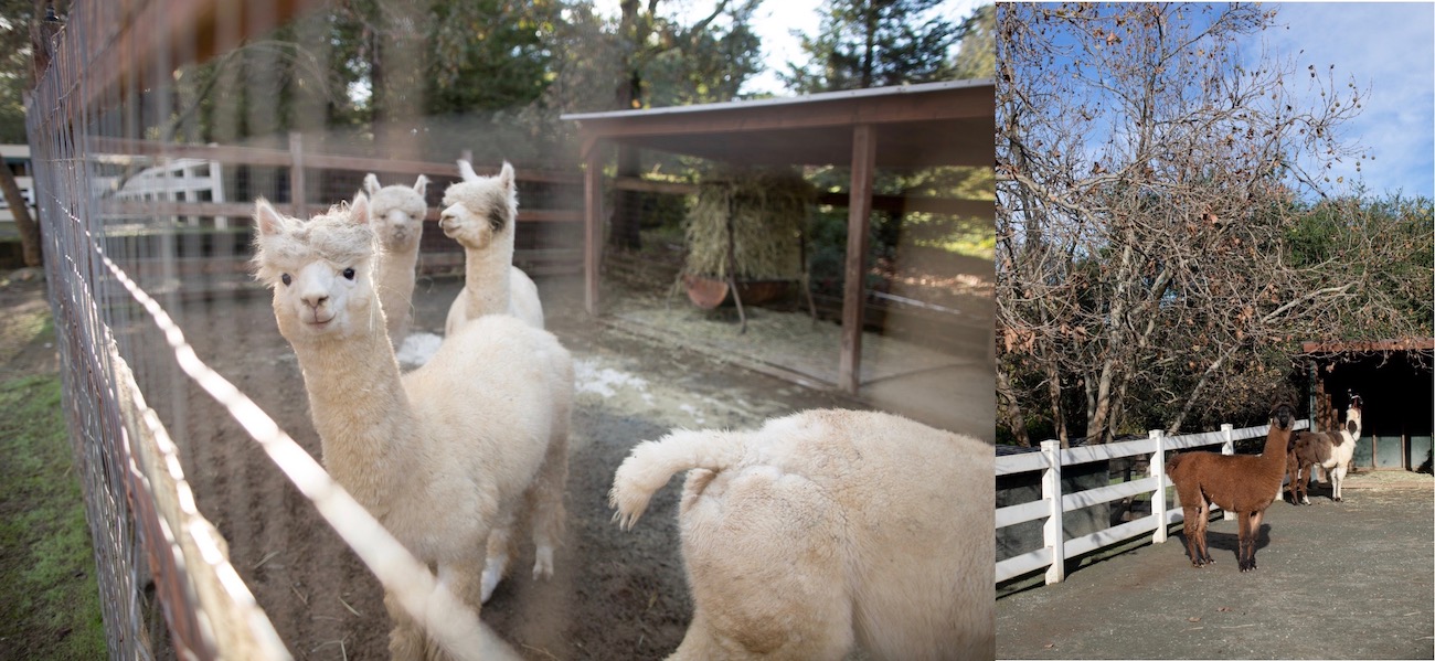 Heavenly Soft Yarn at Valhalla Farms Fibershed