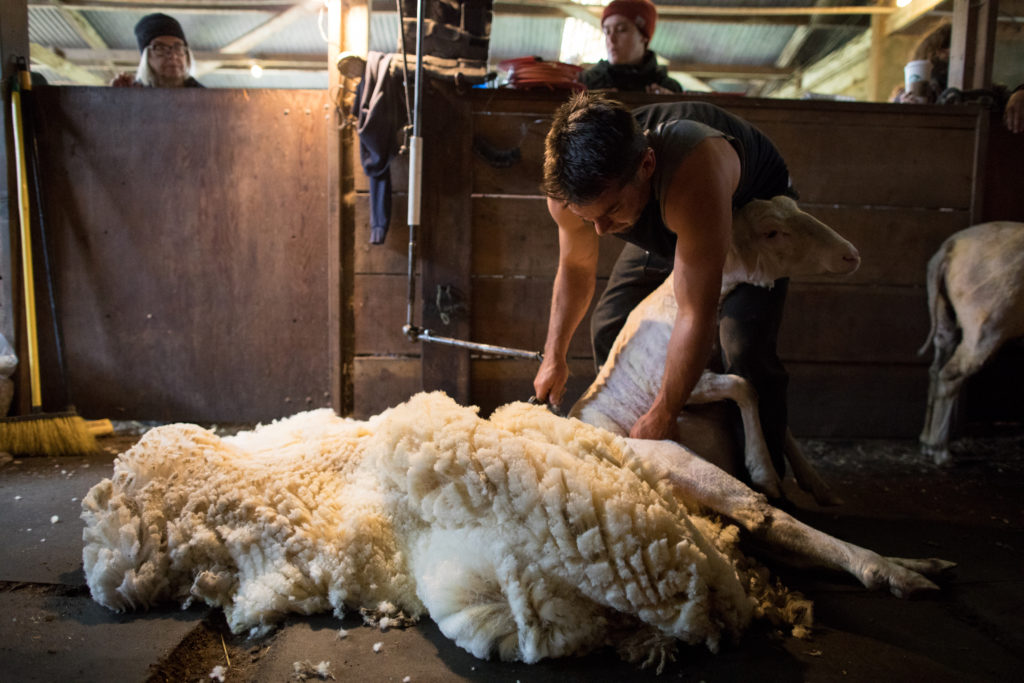 Shearing and Welfare: Why are Sheep Sheared? - Fibershed