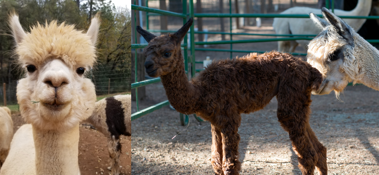 Photo on left photographed by Sierra Rose Alpacas.