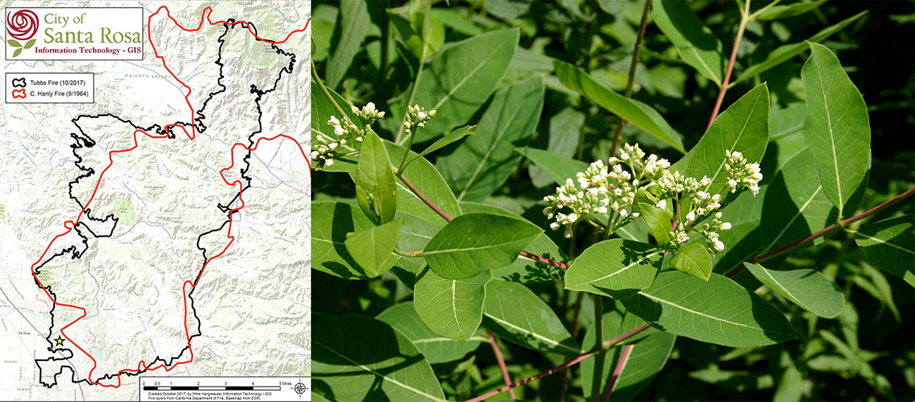 map of fires, photo of dogbane