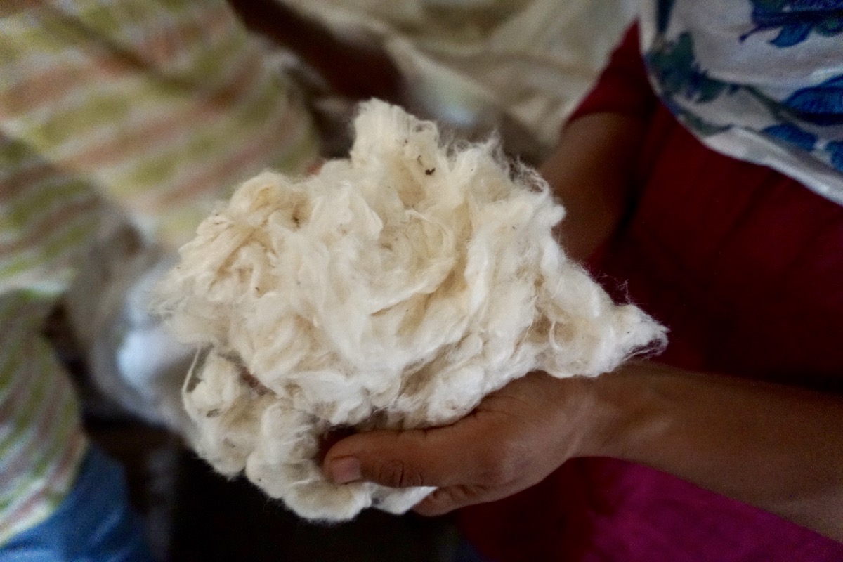 Organic, indigenous short staple desi cotton Photo credit_ Harpreet Singh