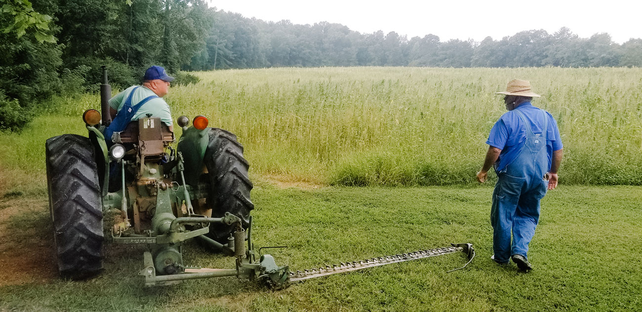North Carolina Piedmont hemp harvest
