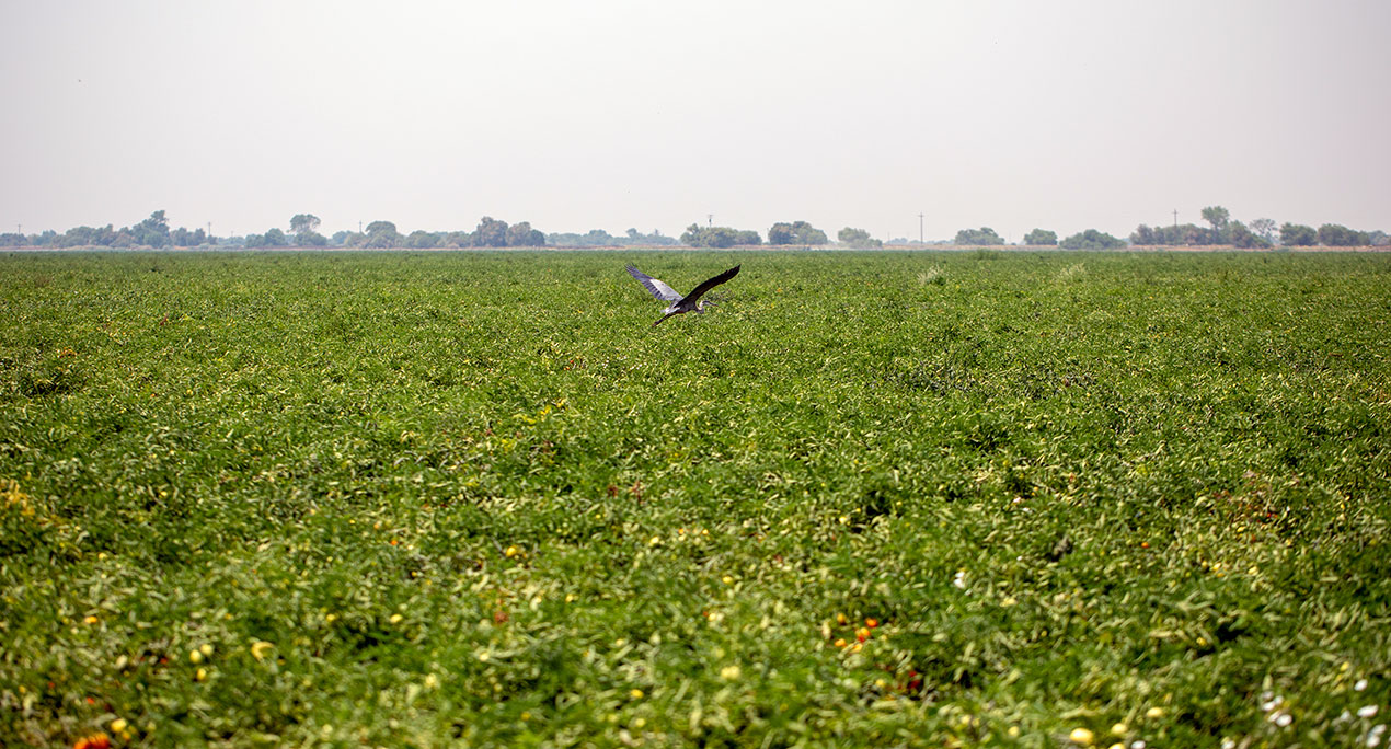 Bowles cotton field, photo by Paige Green
