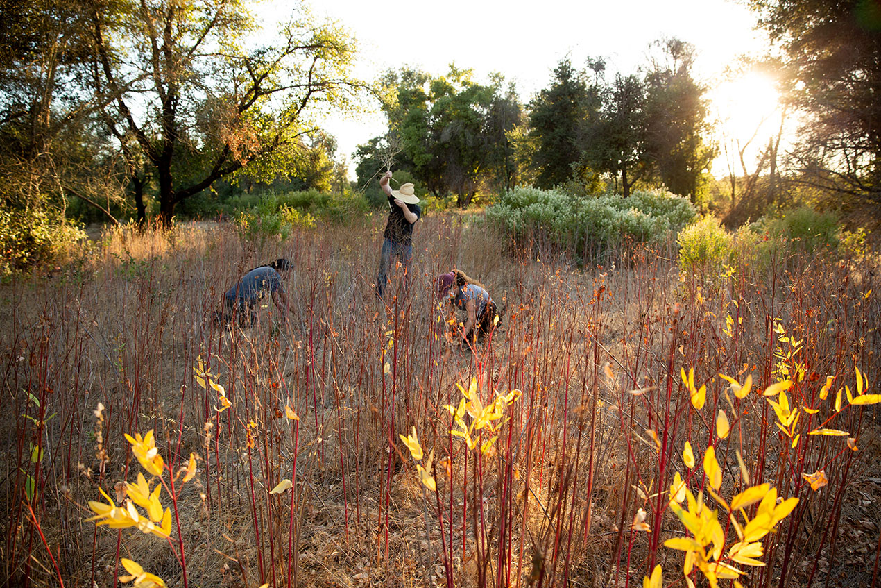 Dogbane patch in Santa Rosa, CA, photo by Paige Green