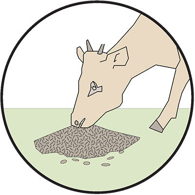 Cattle Feed, illustration by Amanda Coen