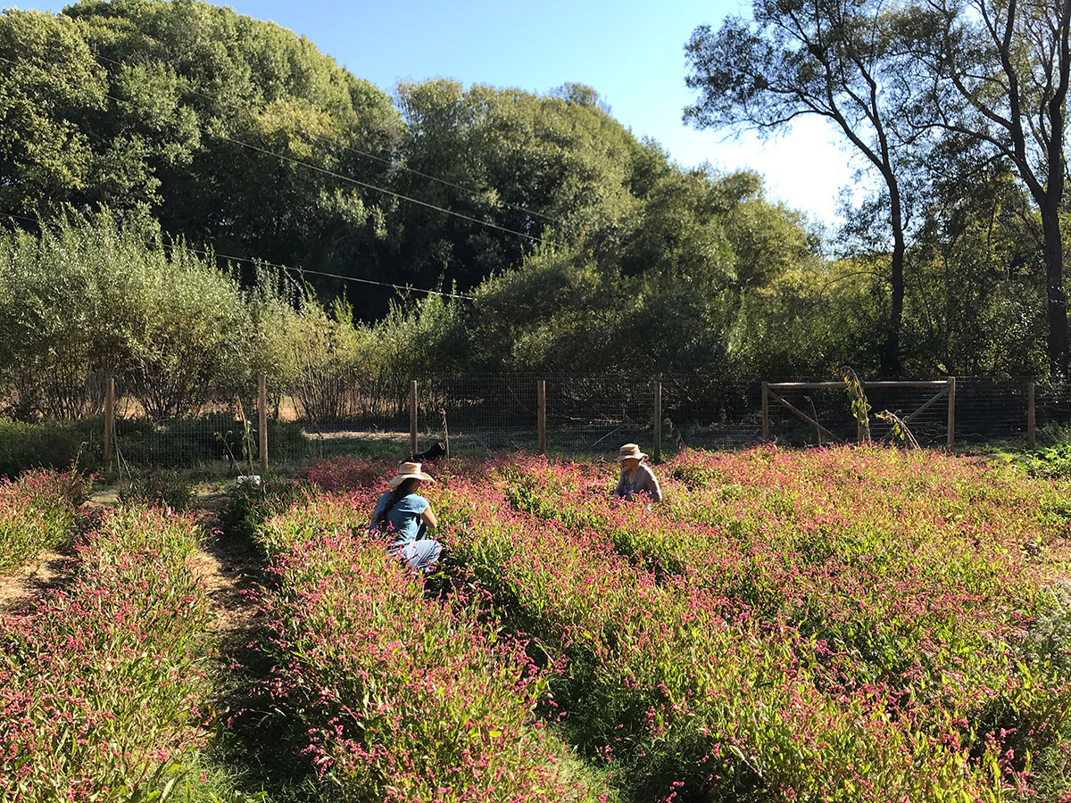 Fibershed pigment garden
