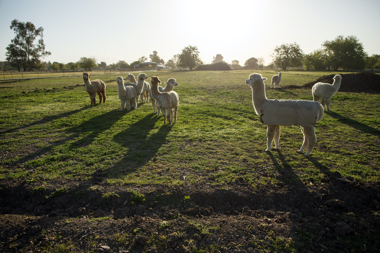 First-Time Alpaca Ownership: What To Consider Before Buying