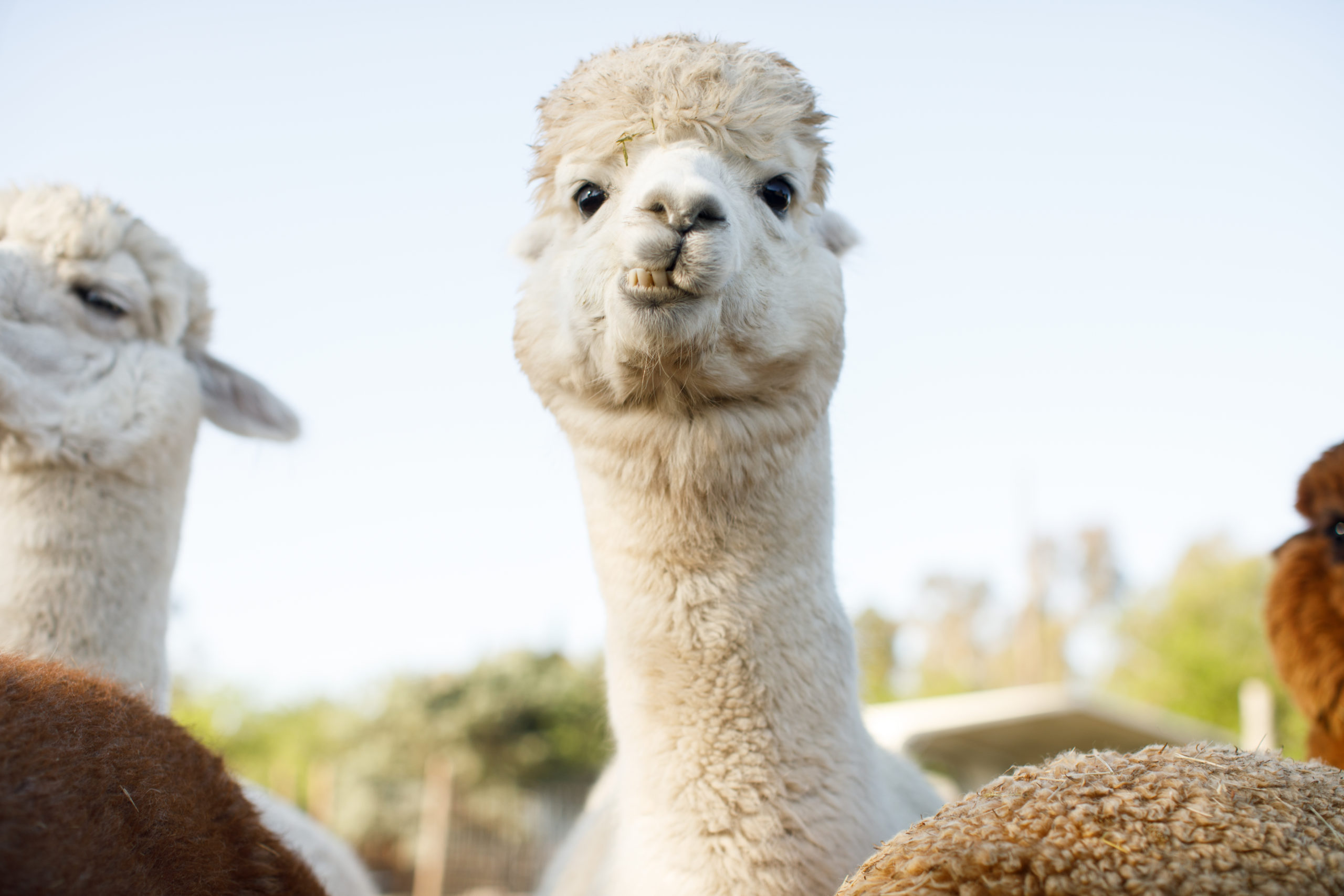 A Small Footprint on the Earth, A Big Impression on Farmers: How These 8  Farms Are Raising Alpacas Sustainably - Fibershed