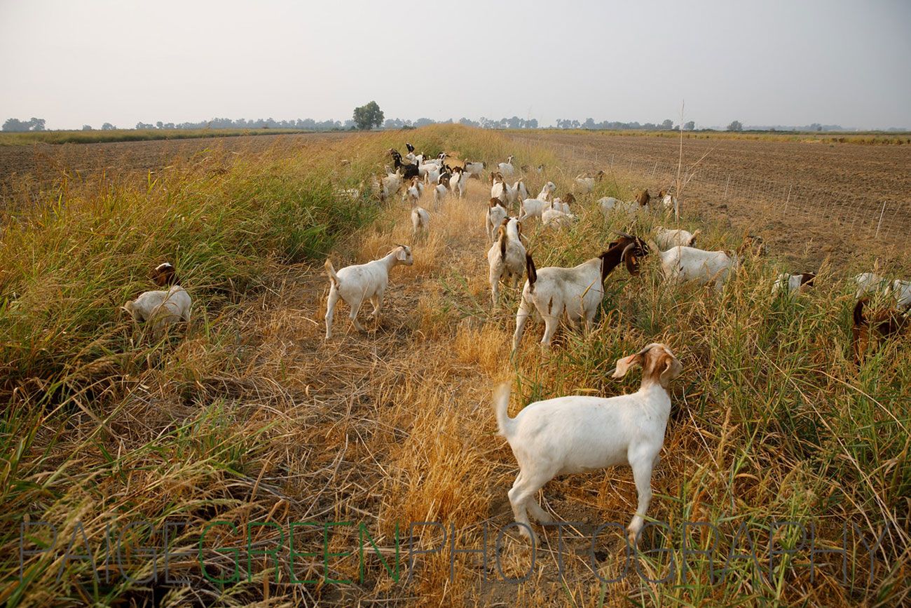 goats grazing, photo by Paige Green