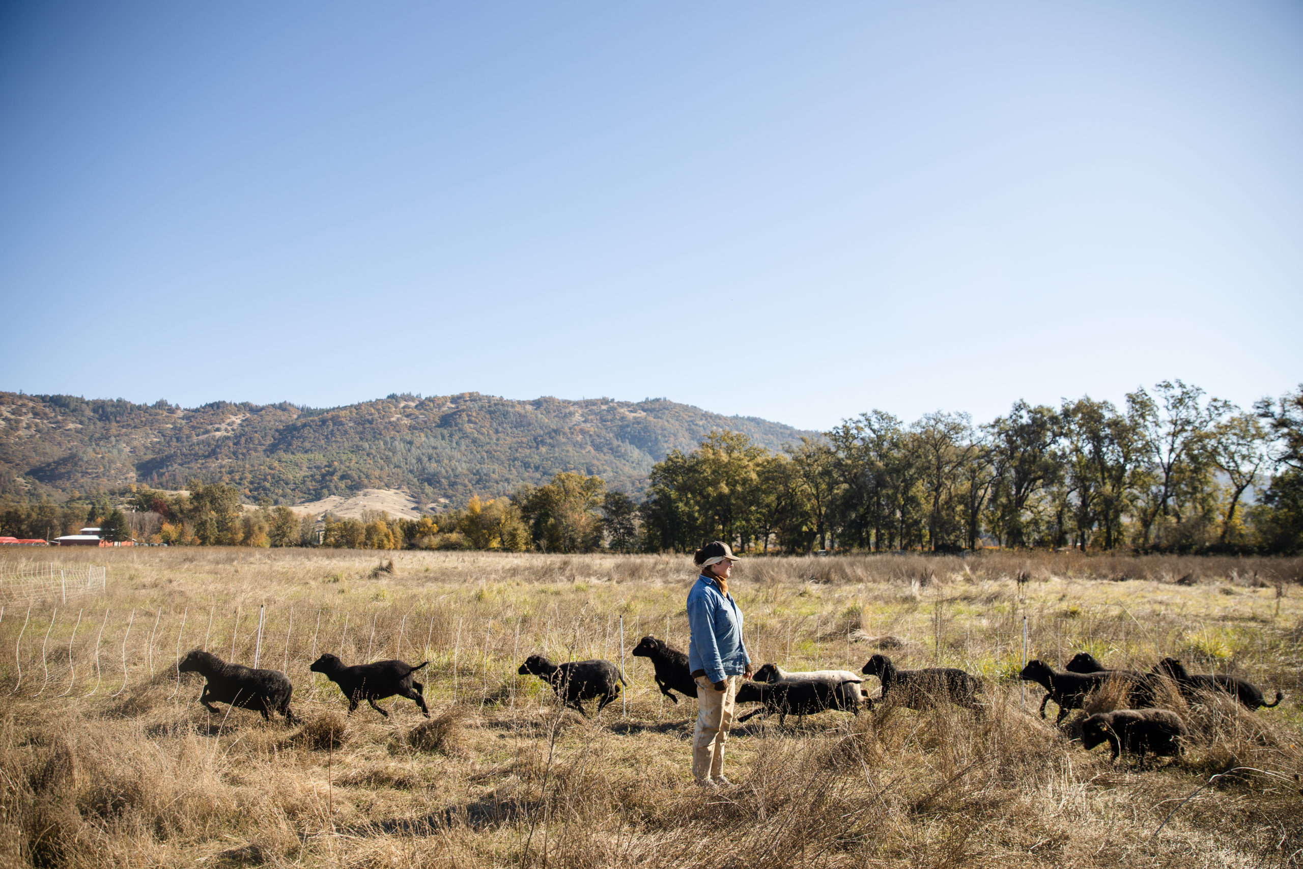 Marie Hoff of Full Circle Wool with her sheep in Mendocino County.