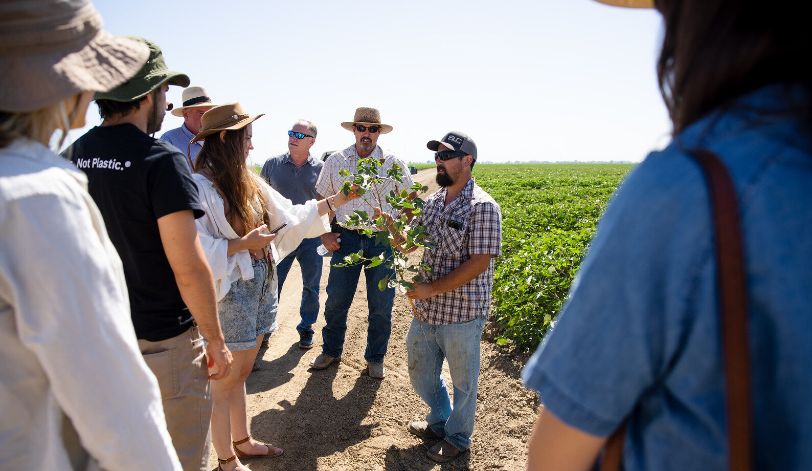 C4 coalition members examine cotton crop