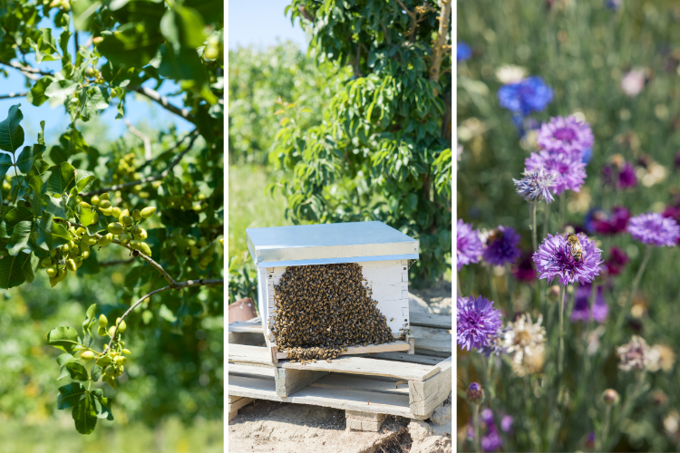 Pistachio nuts, bees, and flowers.