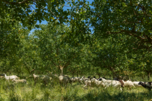 Herd of sheep running in the orchard