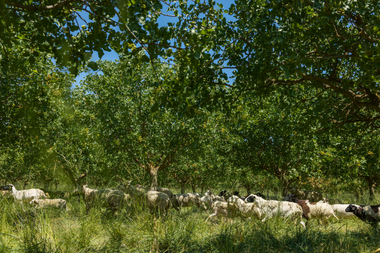 Herd of sheep running in the orchard