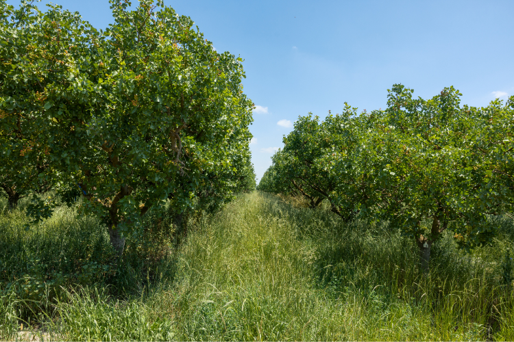 Pistachio orchard with cover crop