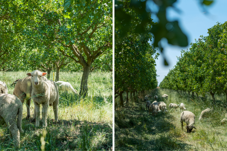 Sheep grazing in pistachio orchard