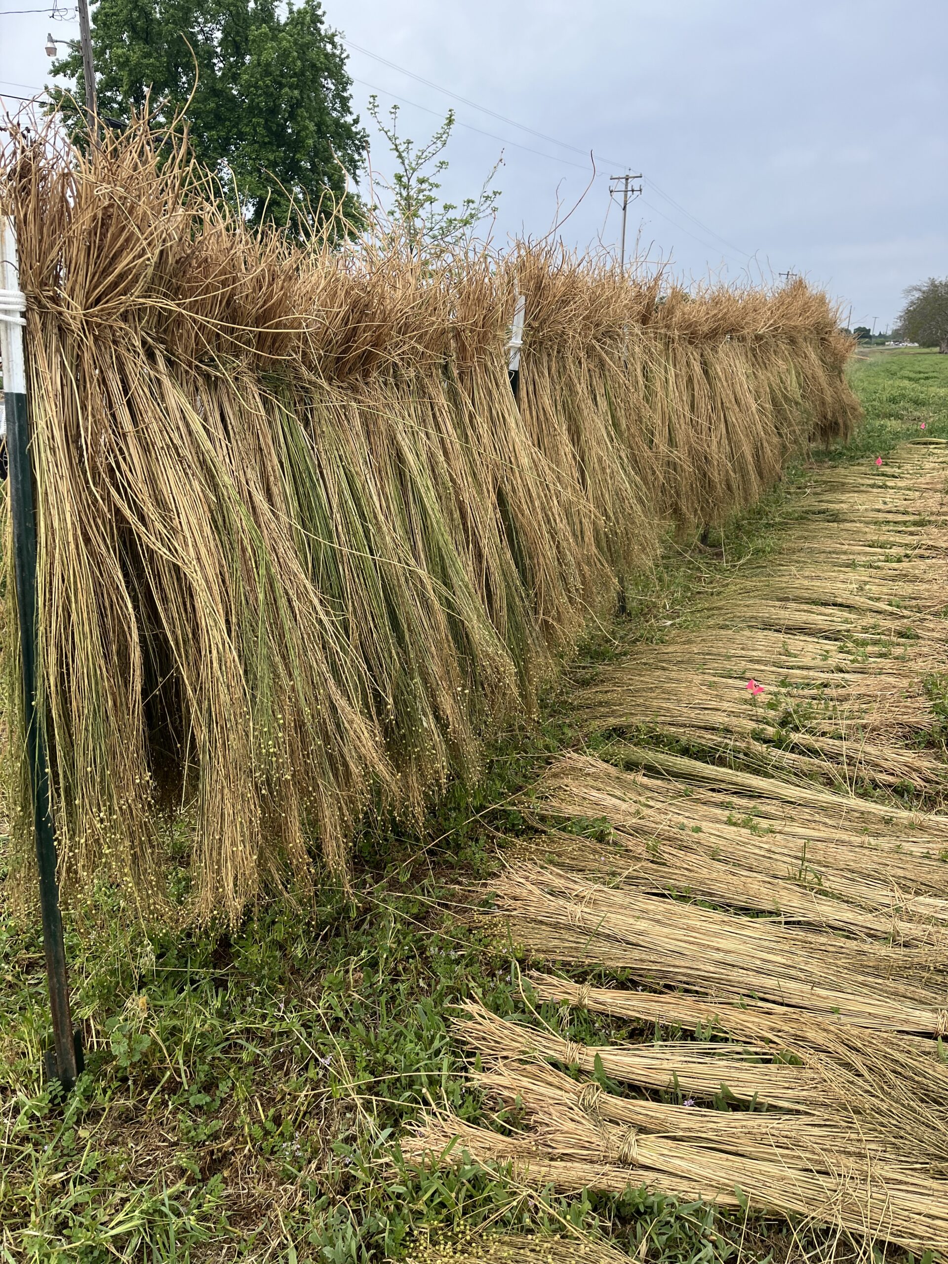 flax